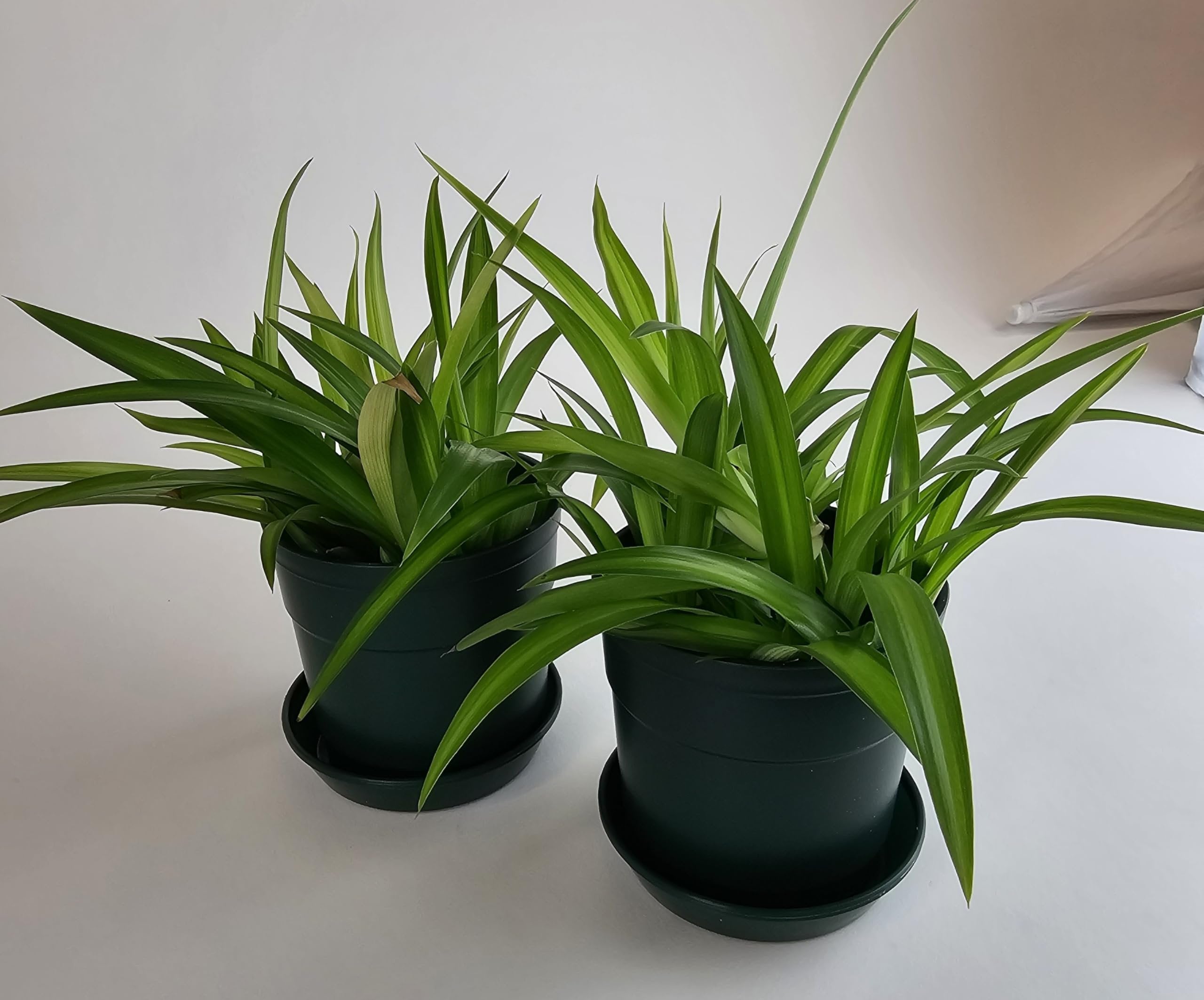 Austin Planter Case of 5 - Multi Size & Color Plastic Flower Pot, Seedling & Nursery Planter with Saucers
