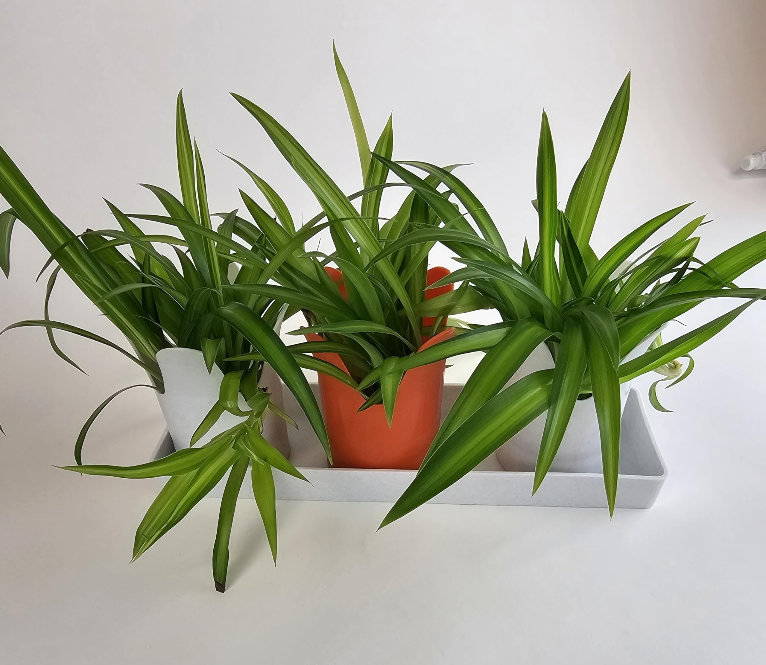 Austin Planter Case of 5 - Multi Size & Color Plastic Flower Pot, Seedling & Nursery Planter with Saucers