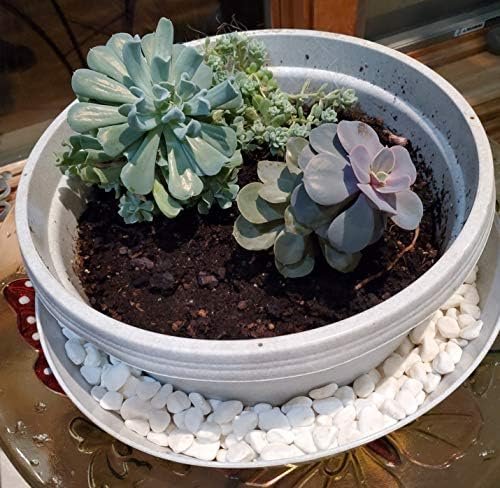 Austin Planter Case of 5 - Multi Size & Color Plastic Flower Pot, Seedling & Nursery Planter with Saucers