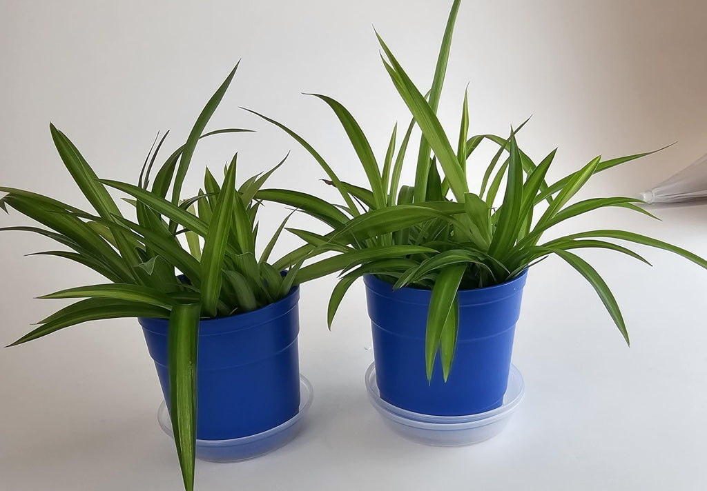 Austin Planter Case of 5 - Multi Size & Color Plastic Flower Pot, Seedling & Nursery Planter with Saucers