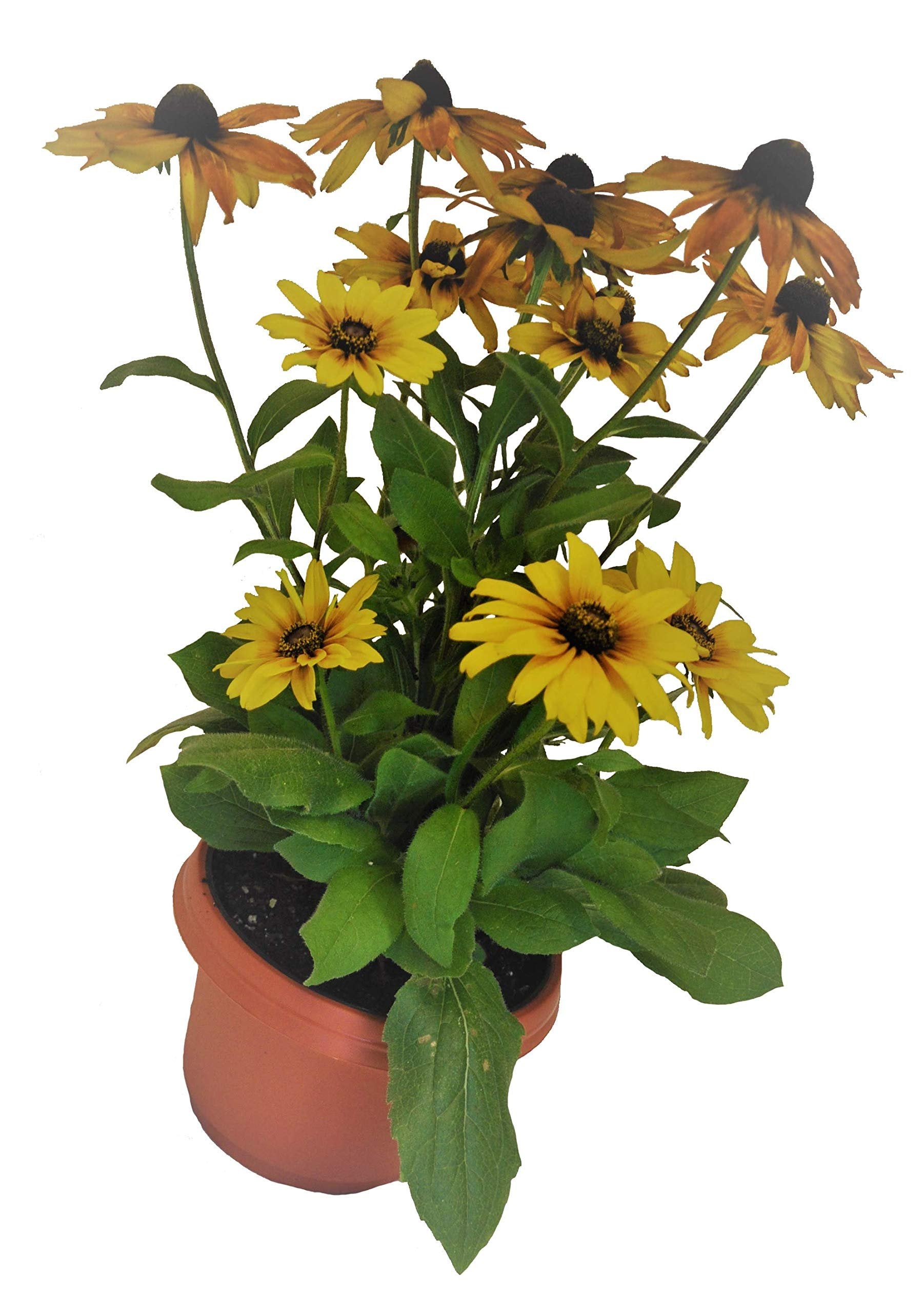 Austin Planter Case of 5 - Multi Size & Color Plastic Flower Pot, Seedling & Nursery Planter with Saucers