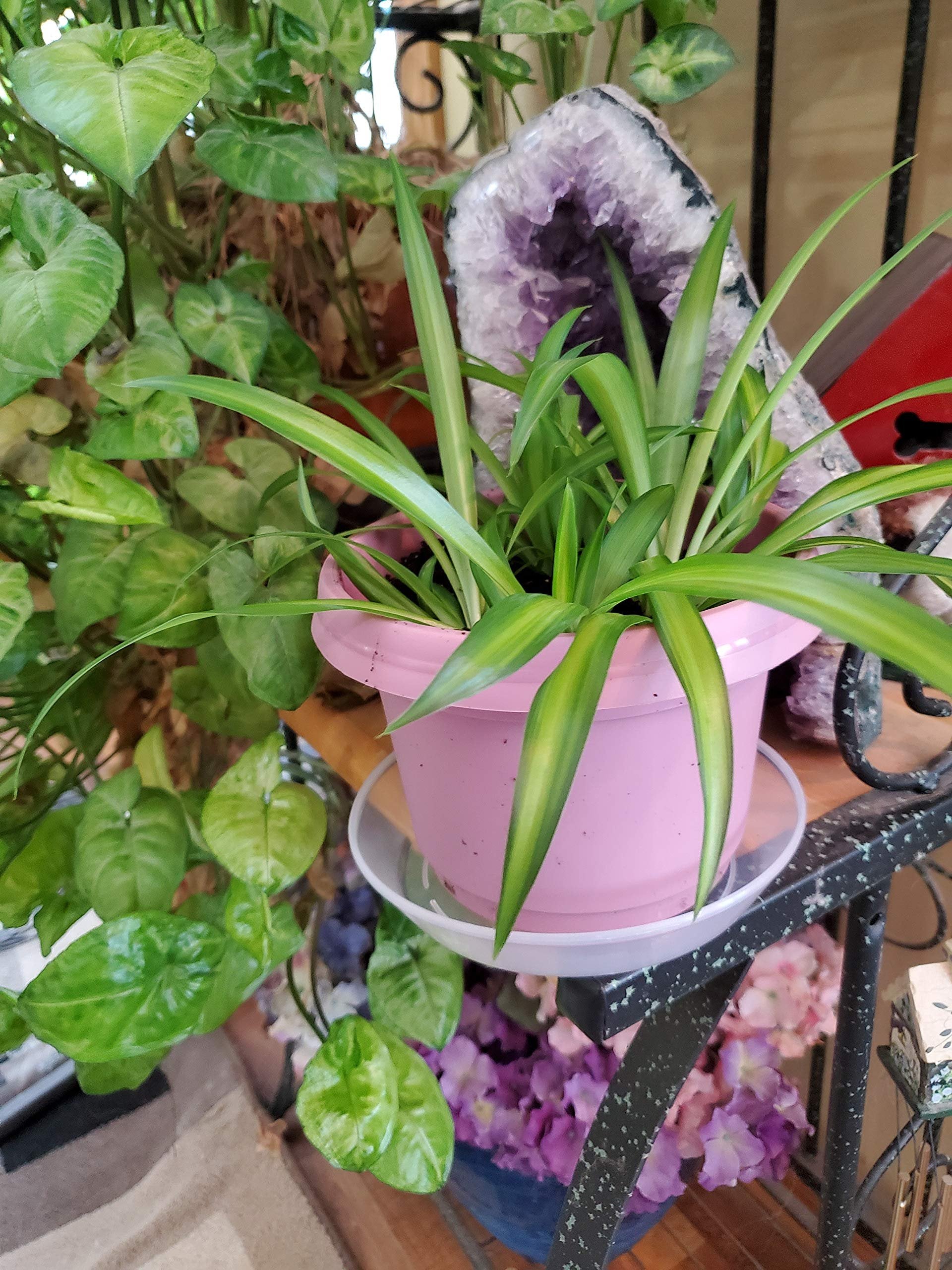 Austin Planter Case of 5 - Multi Size & Color Plastic Flower Pot, Seedling & Nursery Planter with Saucers