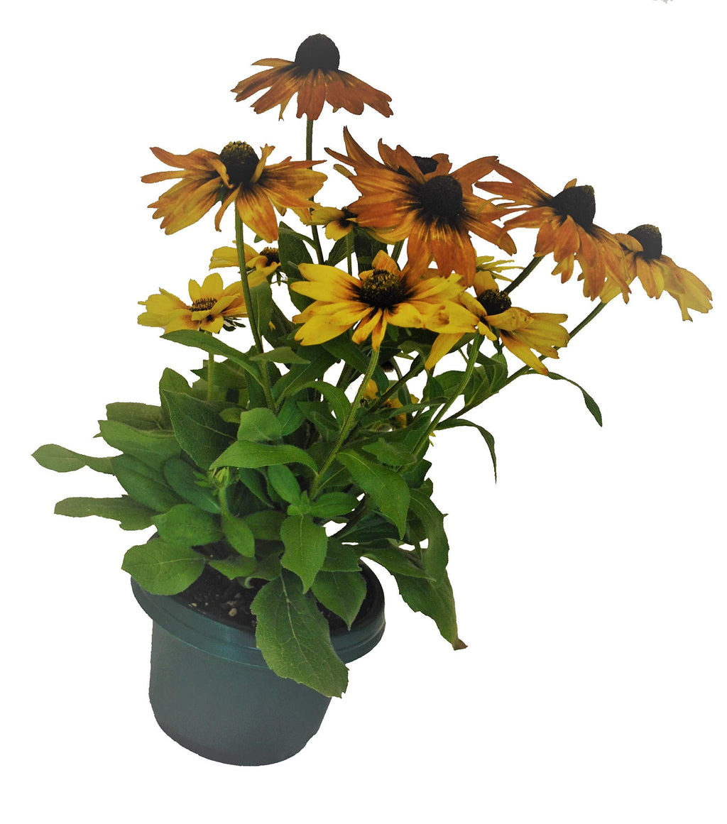 Austin Planter Case of 5 - Multi Size & Color Plastic Flower Pot, Seedling & Nursery Planter with Saucers