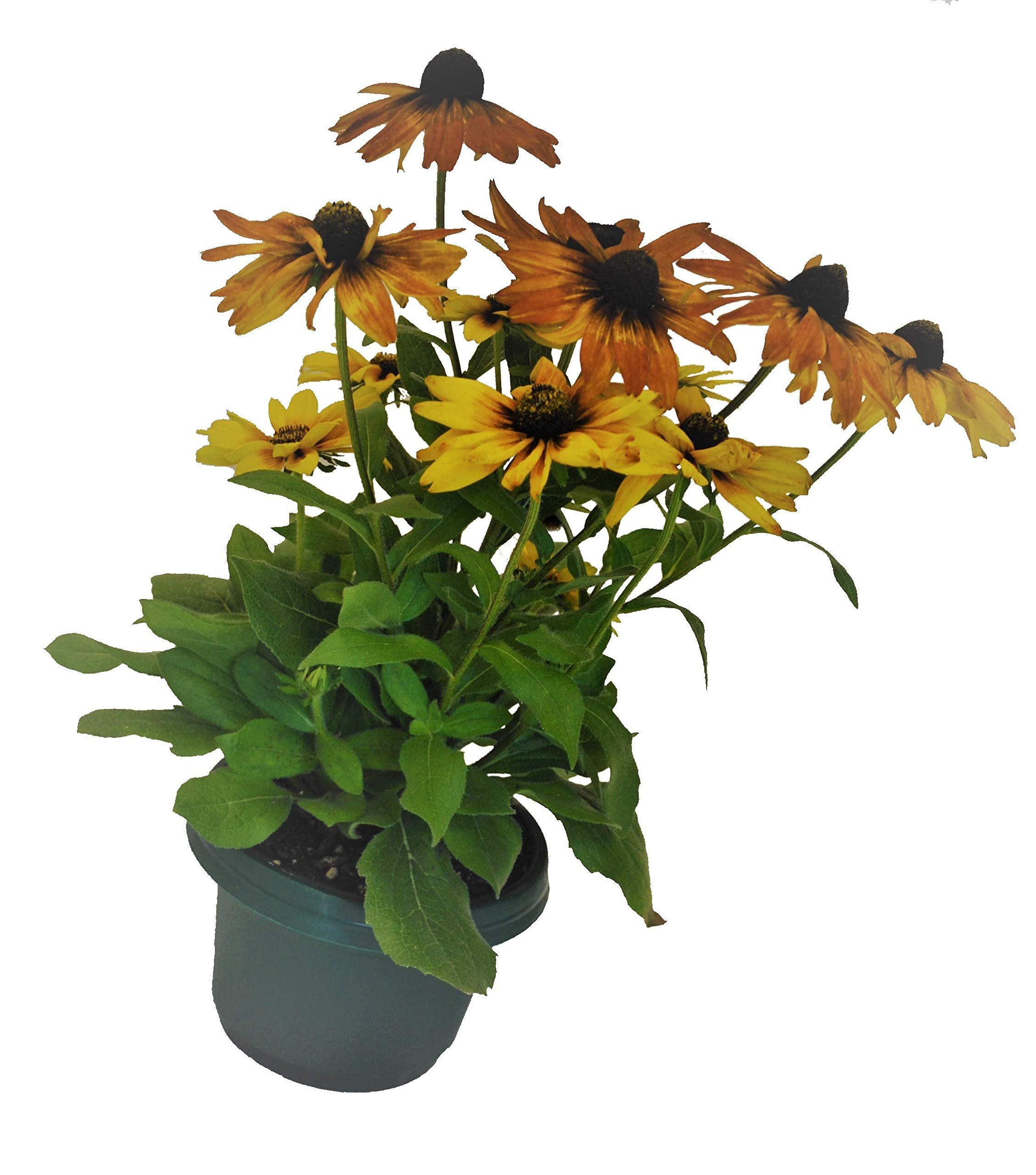 Austin Planter Case of 5 - Multi Size & Color Plastic Flower Pot, Seedling & Nursery Planter with Saucers