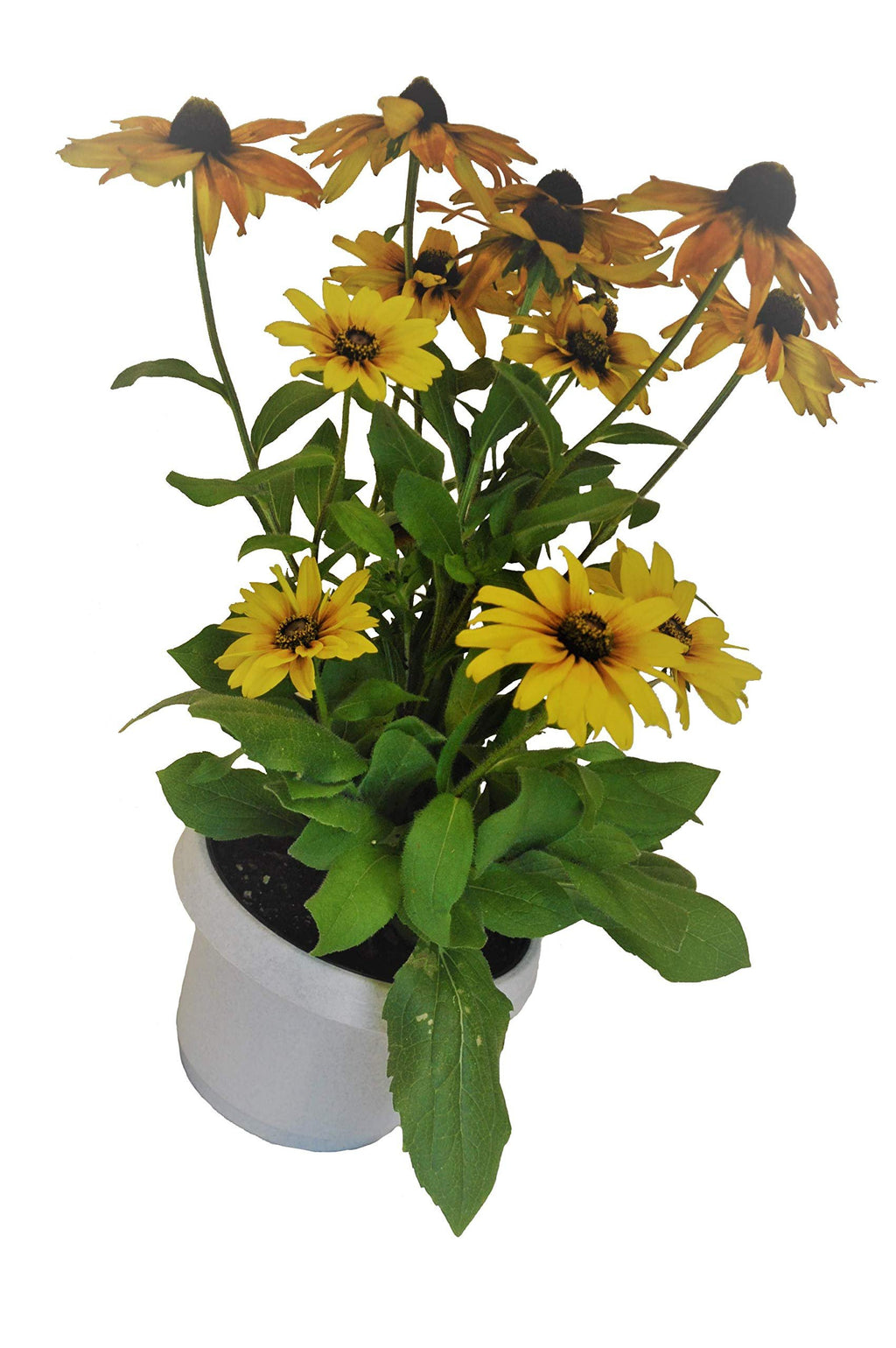 Austin Planter Case of 5 - Multi Size & Color Plastic Flower Pot, Seedling & Nursery Planter with Saucers