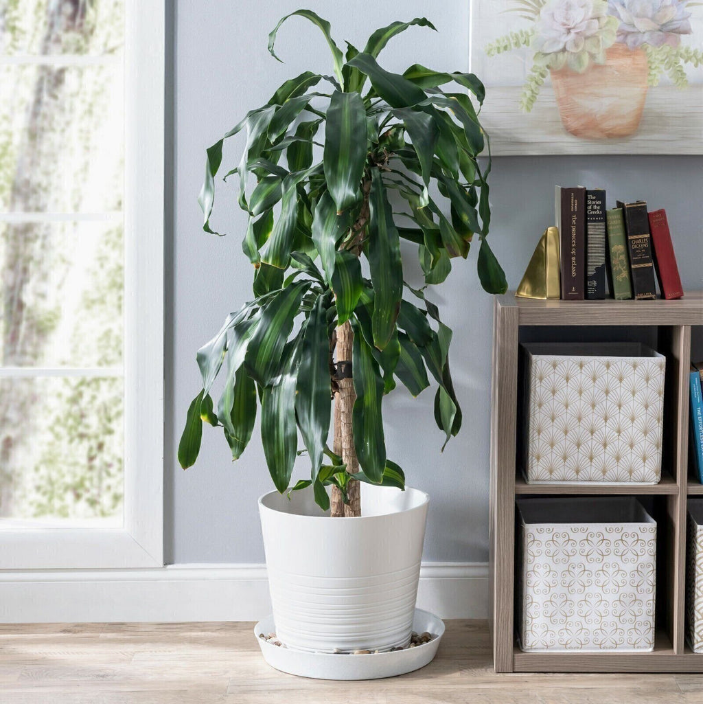 Austin Planter Plant Saucers - Heavy Duty Indoor/Outdoor Plant Saucer - USA Made