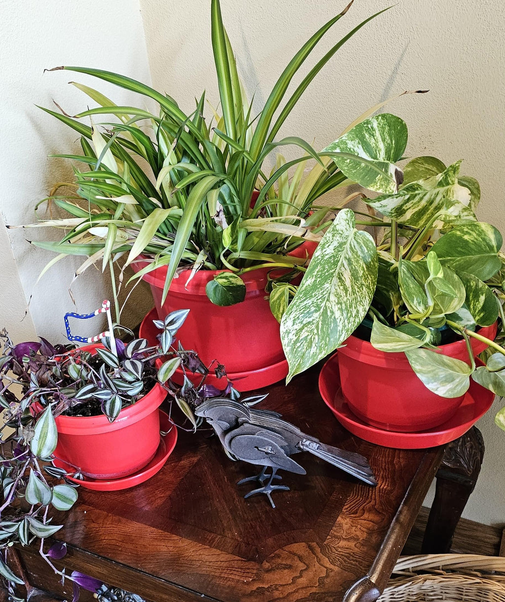 Austin Planter Case of 5 - Multi Size & Color Plastic Flower Pot, Seedling & Nursery Planter with Saucers