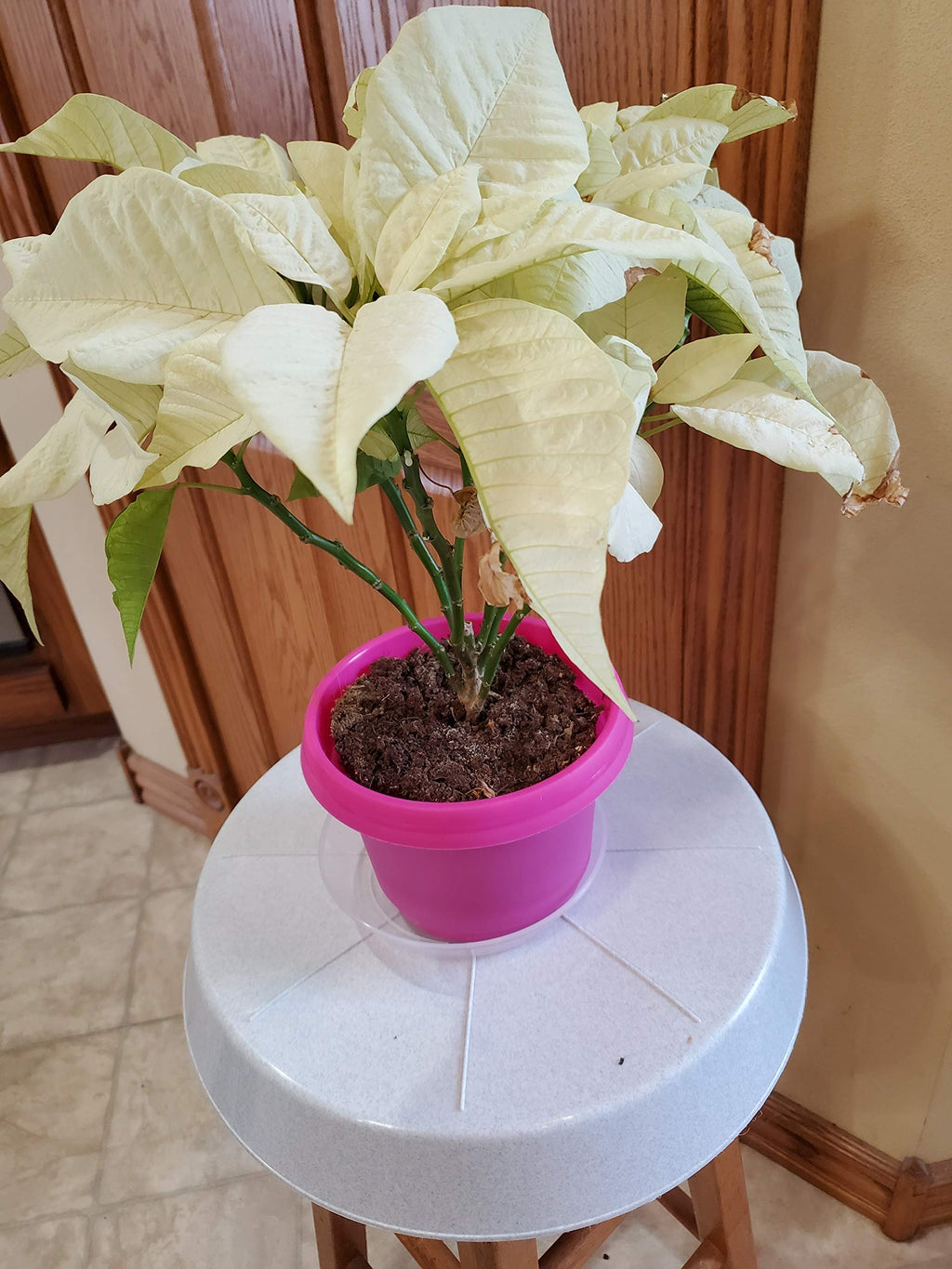 Austin Planter Case of 5 - Multi Size & Color Plastic Flower Pot, Seedling & Nursery Planter with Saucers