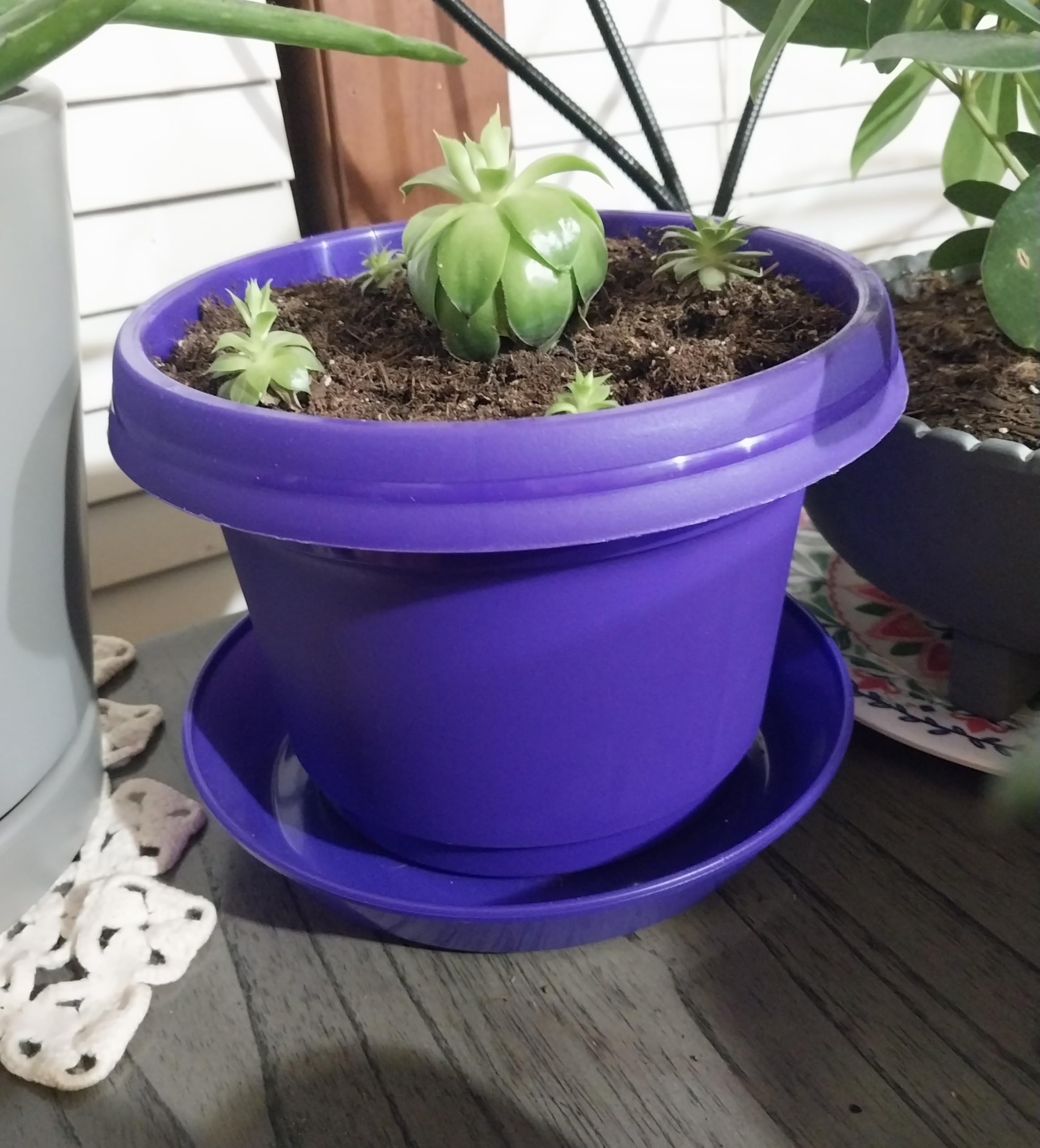 Austin Planter Case of 5 - Multi Size & Color Plastic Flower Pot, Seedling & Nursery Planter with Saucers