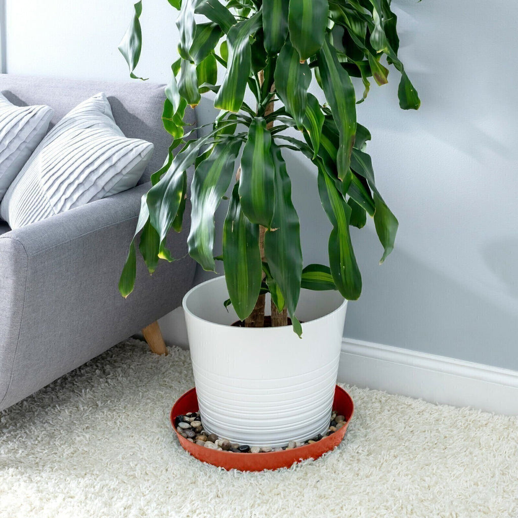 Austin Planter Plant Saucers - Heavy Duty Indoor/Outdoor Plant Saucer - USA Made