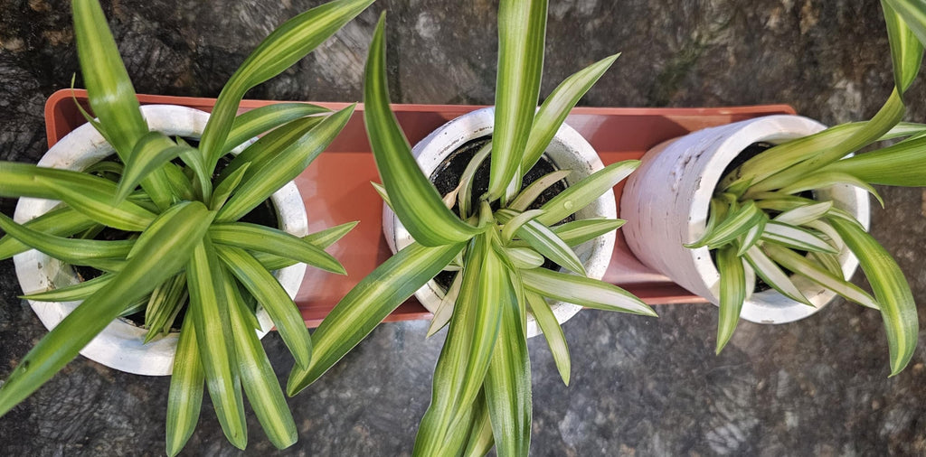 Austin Planter Case of 5 - Multi Size & Color Plastic Flower Pot, Seedling & Nursery Planter with Saucers