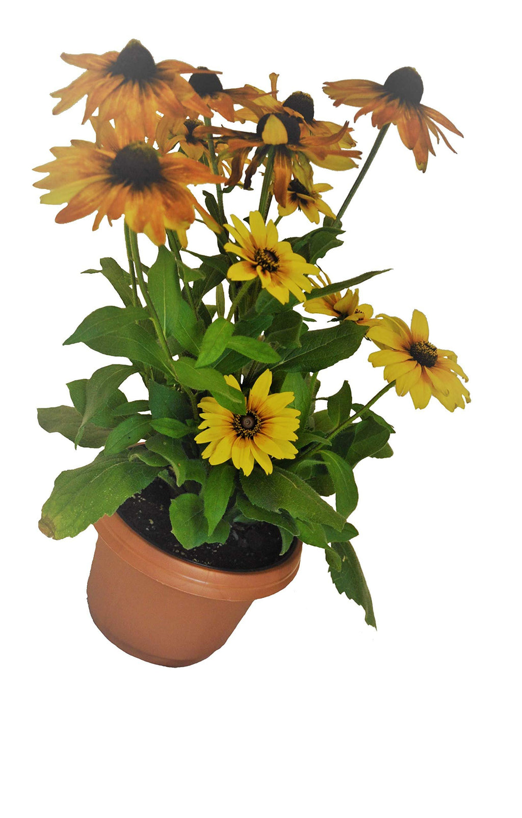 Austin Planter Case of 5 - Multi Size & Color Plastic Flower Pot, Seedling & Nursery Planter with Saucers