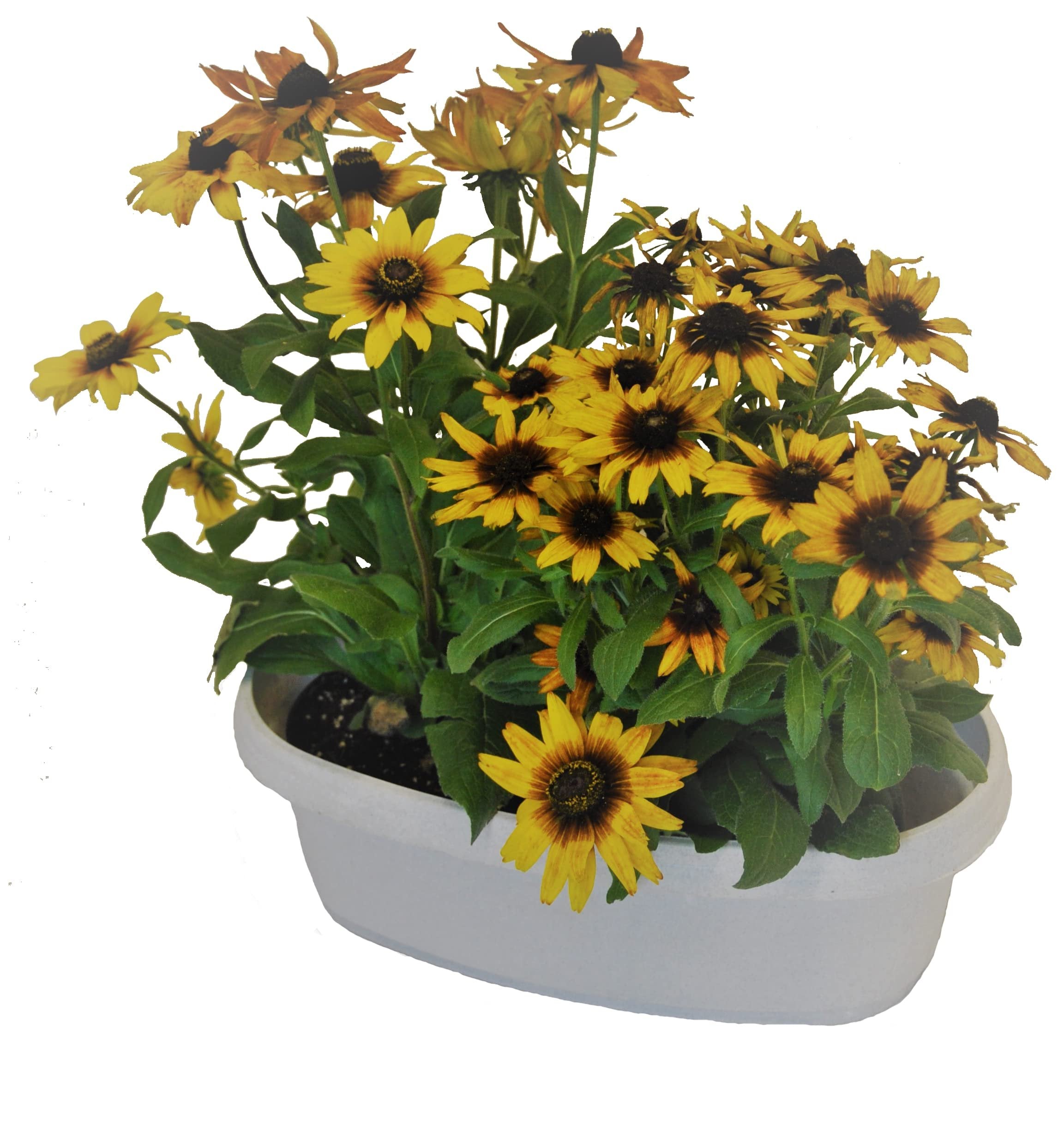 Austin Planter Case of 5 - Multi Size & Color Plastic Flower Pot, Seedling & Nursery Planter with Saucers